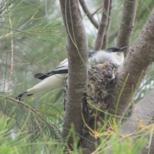 Lalage tricolor at Fyshwick, ACT - 25 Nov 2017 12:50 PM