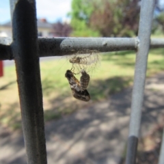 Anestia (genus) (A tiger moth) at Narrabundah, ACT - 23 Nov 2017 by YellowButton