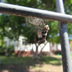 Anestia (genus) at Narrabundah, ACT - 24 Nov 2017