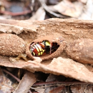 Eupoecila australasiae at Higgins, ACT - 26 Nov 2017