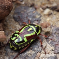 Eupoecila australasiae at Higgins, ACT - 26 Nov 2017