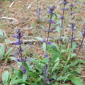 Ajuga australis at Isaacs, ACT - 26 Nov 2017