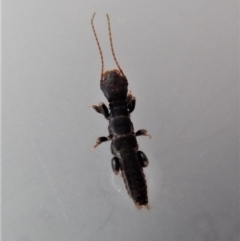 Embioptera sp. (order) (Unidentified webspinner) at Cook, ACT - 27 Nov 2017 by CathB
