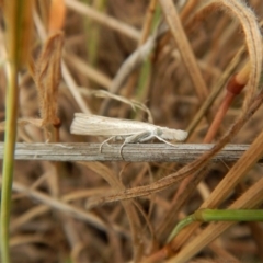 Culladia cuneiferellus (Crambinae moth) at Belconnen, ACT - 26 Nov 2017 by CathB