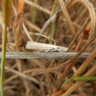 Culladia cuneiferellus (Crambinae moth) at Belconnen, ACT - 25 Nov 2017 by CathB