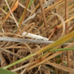 Culladia cuneiferellus at Belconnen, ACT - 26 Nov 2017