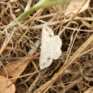 Taxeotis intextata at Belconnen, ACT - 26 Nov 2017 11:38 AM