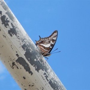 Charaxes sempronius at Belconnen, ACT - 26 Nov 2017 11:58 AM