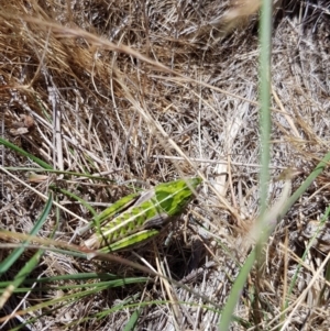 Perunga ochracea at Jerrabomberra, ACT - 21 Nov 2017 10:56 AM