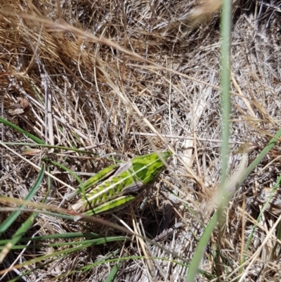 Perunga ochracea (Perunga grasshopper, Cross-dressing Grasshopper) at Jerrabomberra, ACT - 20 Nov 2017 by RobSpeirs