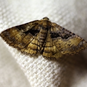 Aporoctena undescribed species at O'Connor, ACT - 23 Nov 2017 09:24 PM