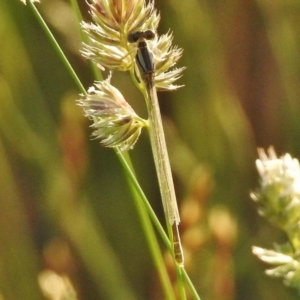 Xanthagrion erythroneurum at Ngunnawal, ACT - 26 Nov 2017