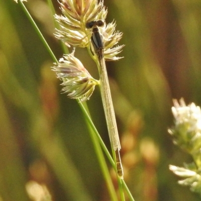 Xanthagrion erythroneurum (Red & Blue Damsel) at Ngunnawal, ACT - 25 Nov 2017 by JohnBundock