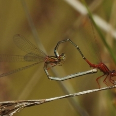 Xanthagrion erythroneurum (Red & Blue Damsel) at Braidwood, NSW - 26 Nov 2017 by JohnBundock