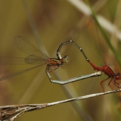 Xanthagrion erythroneurum (Red & Blue Damsel) at Braidwood, NSW - 26 Nov 2017 by JohnBundock