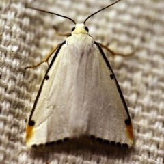 Termessa nivosa (Snowy Footman) at O'Connor, ACT - 23 Nov 2017 by ibaird