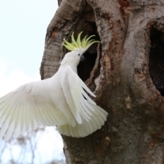 Cacatua galerita (Sulphur-crested Cockatoo) at Higgins, ACT - 13 Nov 2017 by AlisonMilton