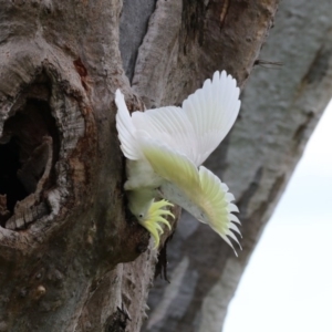 Cacatua galerita at Higgins, ACT - 13 Nov 2017