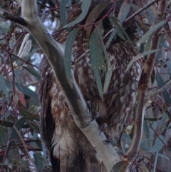 Ninox boobook (Southern Boobook) at Red Hill, ACT - 24 Nov 2017 by roymcd