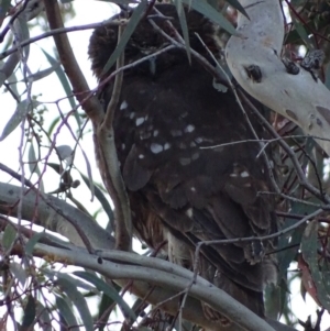 Ninox boobook at Red Hill, ACT - 24 Nov 2017 07:24 PM