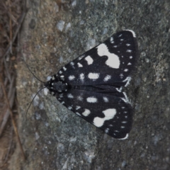 Periscepta polysticta (Spotted Day Moth) at Jerrabomberra, NSW - 20 Nov 2017 by Wandiyali