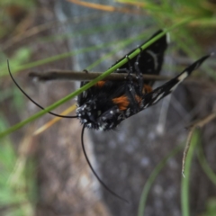 Periscepta polysticta at Jerrabomberra, NSW - 20 Nov 2017 07:17 AM