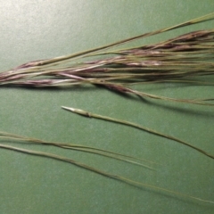 Nassella neesiana (Chilean Needlegrass) at Pine Island to Point Hut - 22 Nov 2017 by michaelb