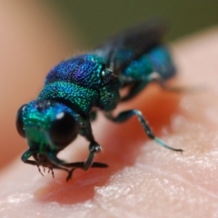 Chrysididae (family) (Cuckoo wasp or Emerald wasp) at Doctor George Mountain, NSW - 26 Nov 2017 by Isaac