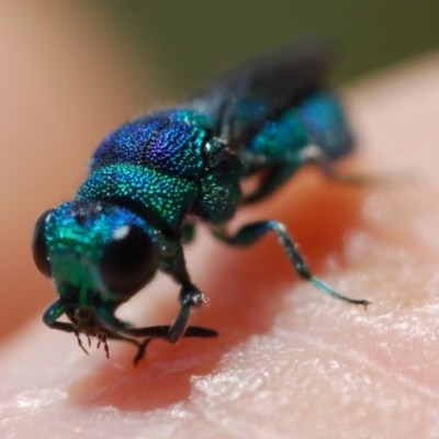 Chrysididae (family) (Cuckoo wasp or Emerald wasp) at Doctor George Mountain, NSW - 26 Nov 2017 by Isaac