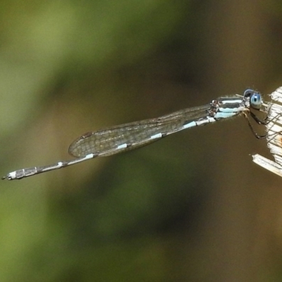 Austrolestes leda (Wandering Ringtail) at Canberra Central, ACT - 27 Nov 2017 by JohnBundock