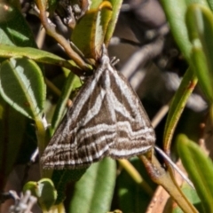 Dichromodes confluaria (Ceremonial Heath Moth) at Mount Clear, ACT - 1 Nov 2017 by SWishart