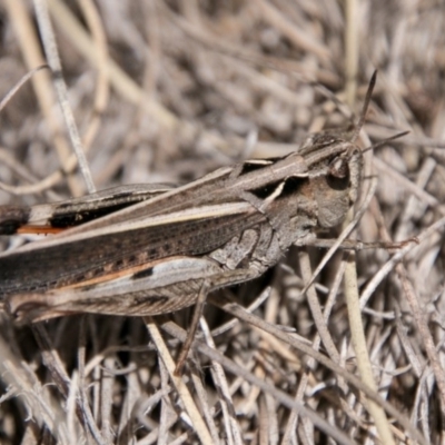 Cryptobothrus chrysophorus (Golden Bandwing) at Mount Clear, ACT - 31 Oct 2017 by SWishart