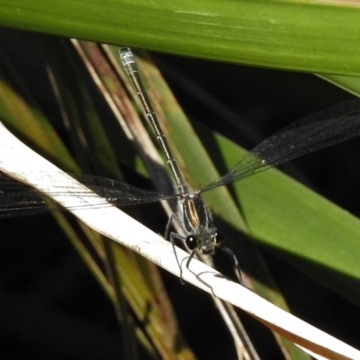 Austroargiolestes icteromelas (Common Flatwing) at Canberra Central, ACT - 27 Nov 2017 by JohnBundock