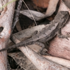 Rankinia diemensis (Mountain Dragon) at Mount Clear, ACT - 31 Oct 2017 by SWishart