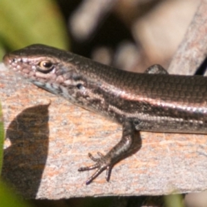 Pseudemoia entrecasteauxii at Mount Clear, ACT - 1 Nov 2017