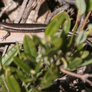 Pseudemoia entrecasteauxii at Mount Clear, ACT - 1 Nov 2017