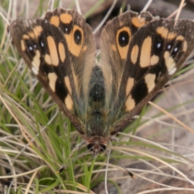 Argynnina cyrila (Forest Brown, Cyril's Brown) at Mount Clear, ACT - 1 Nov 2017 by SWishart