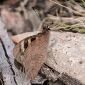 Argynnina cyrila at Mount Clear, ACT - 1 Nov 2017 11:03 AM