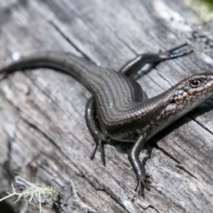 Pseudemoia entrecasteauxii at Mount Clear, ACT - 1 Nov 2017 11:10 AM