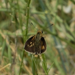 Trapezites luteus at Belconnen, ACT - 26 Nov 2017 12:54 PM