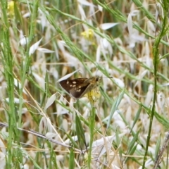 Trapezites luteus at Belconnen, ACT - 26 Nov 2017