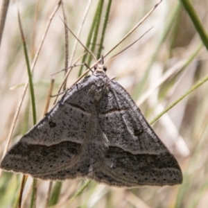 Antasia flavicapitata at Booth, ACT - 1 Nov 2017