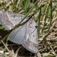 Antasia flavicapitata at Booth, ACT - 1 Nov 2017