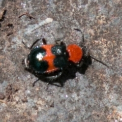 Dicranolaius cinctus (Notched-leg Red & Blue Flower Beetle) at Booth, ACT - 1 Nov 2017 by SWishart