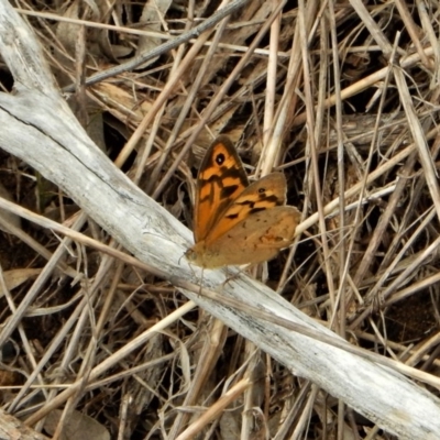 Heteronympha merope (Common Brown Butterfly) at Belconnen, ACT - 26 Nov 2017 by CathB