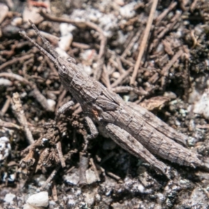 Coryphistes ruricola at Booth, ACT - 1 Nov 2017