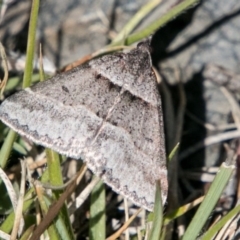 Dichromodes atrosignata (Black-signed Heath Moth ) at Booth, ACT - 1 Nov 2017 by SWishart