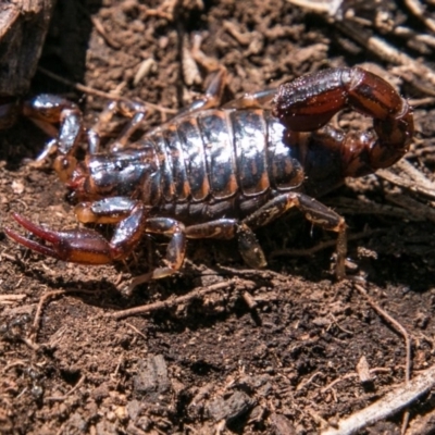 Cercophonius squama (Wood Scorpion) at Namadgi National Park - 1 Nov 2017 by SWishart
