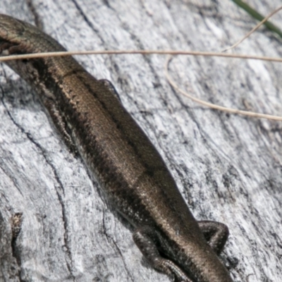 Pseudemoia entrecasteauxii (Woodland Tussock-skink) at Booth, ACT - 1 Nov 2017 by SWishart