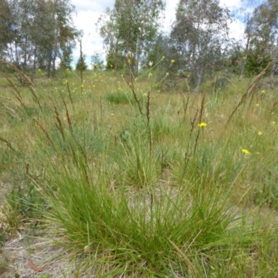 Festuca arundinacea (Tall Fescue) at Molonglo Valley, ACT - 31 Oct 2017 by AndyRussell